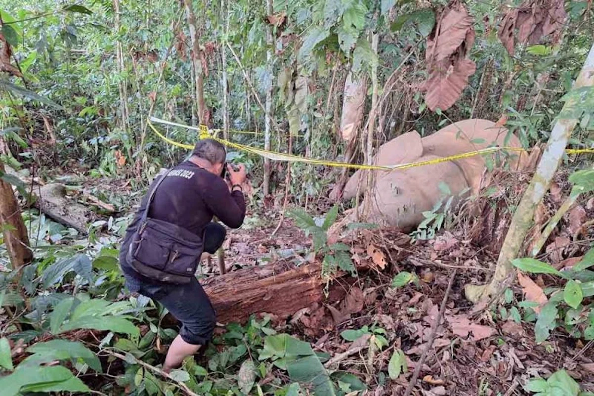 Gajah Sumatra Ditemukan Mati di Aceh Timur, Penyebab belum Diketahui