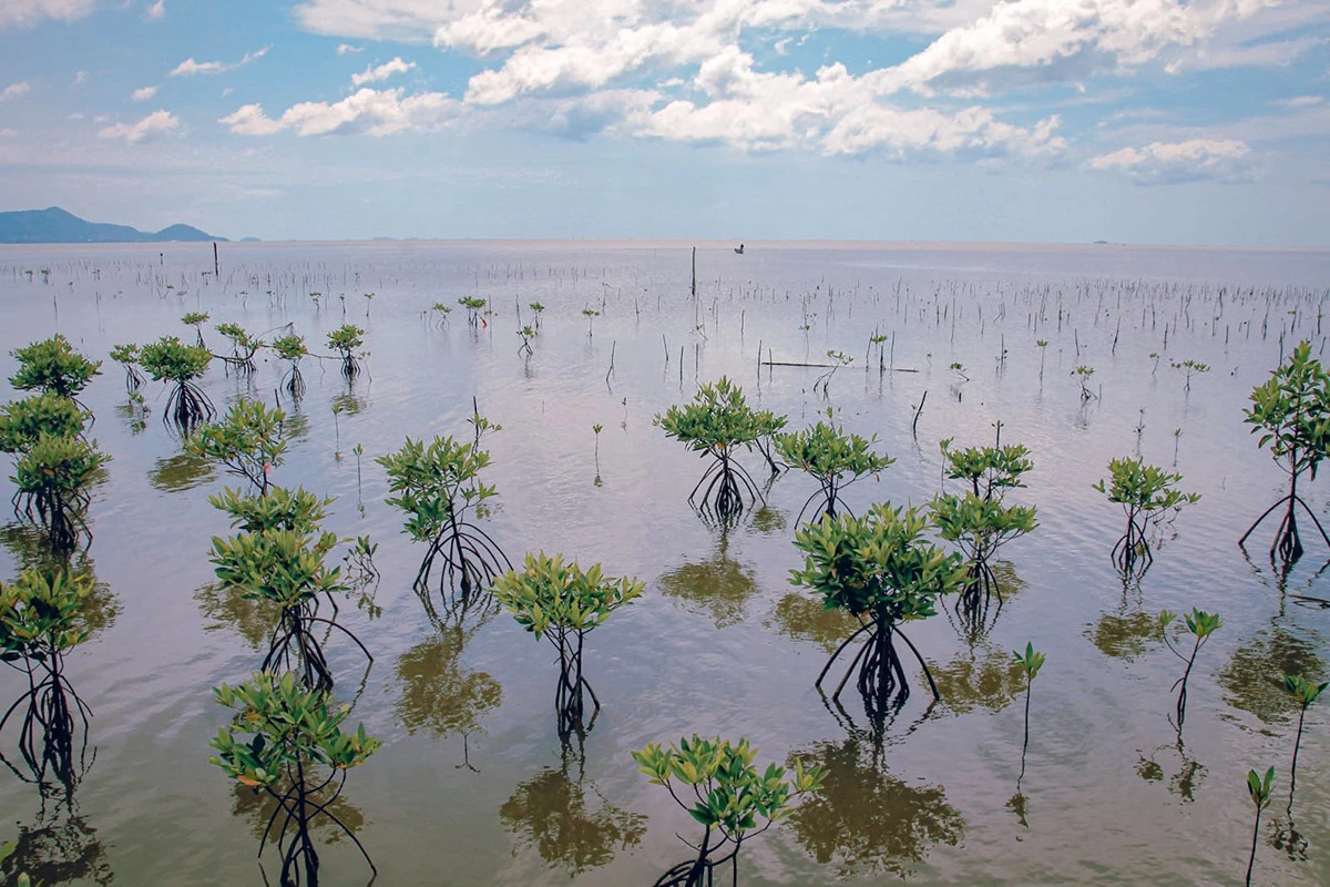 Selamatkan Mangrove, Implementasi PP 27/2025 Butuh Kolaborasi Multi-Pihak