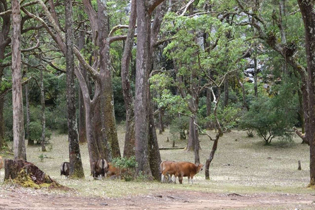 Taman Nasional Mutis Timau Ditutup Sementara, Ini Penyebabnya