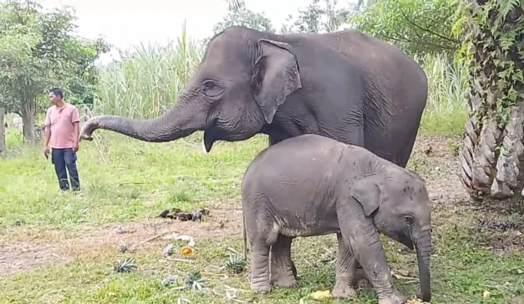 Hari Gajah Sedunia, Mamalia Ini Kehilangan Rumahnya di Riau