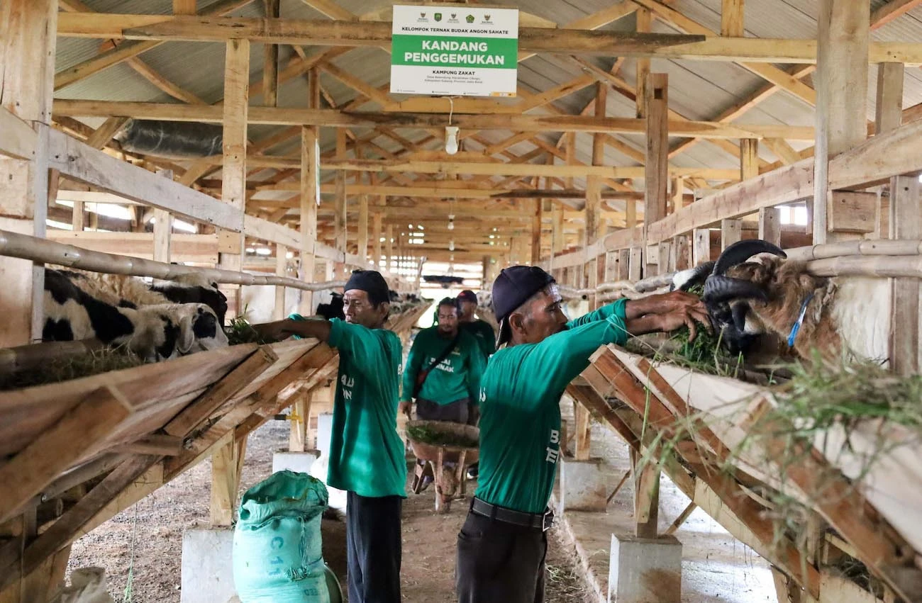 Penghimpunan Kurban Berkah Baznas Tembus Rp 23,09 Miliar