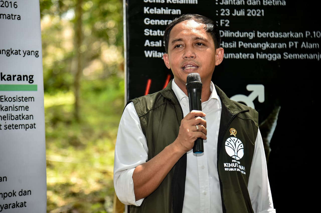 Menhut Kembalikan Sepasang Kucing Emas ke Habitatnya di TN Gunung Leuser