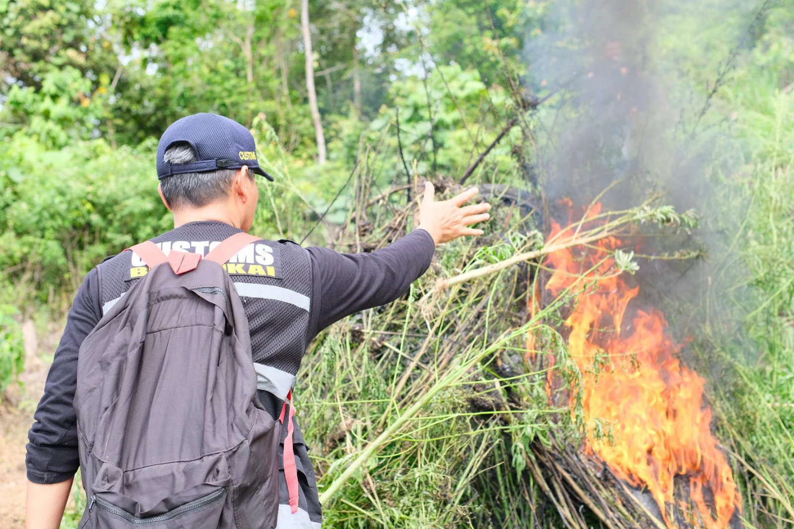 Dipimpin Irjen I Wayan Sugiri, BNN dan Bea Cukai Musnahkan Ladang Ganja 3 Hektare di Aceh