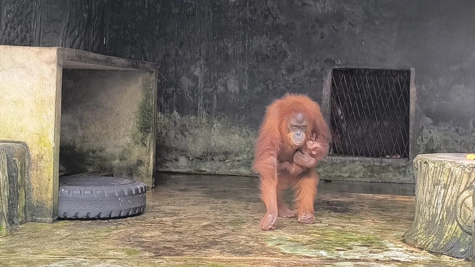 Dunia Konservasi Berbahagia, Bayi Orang Utan Lahir di Kasang Kulim, Riau