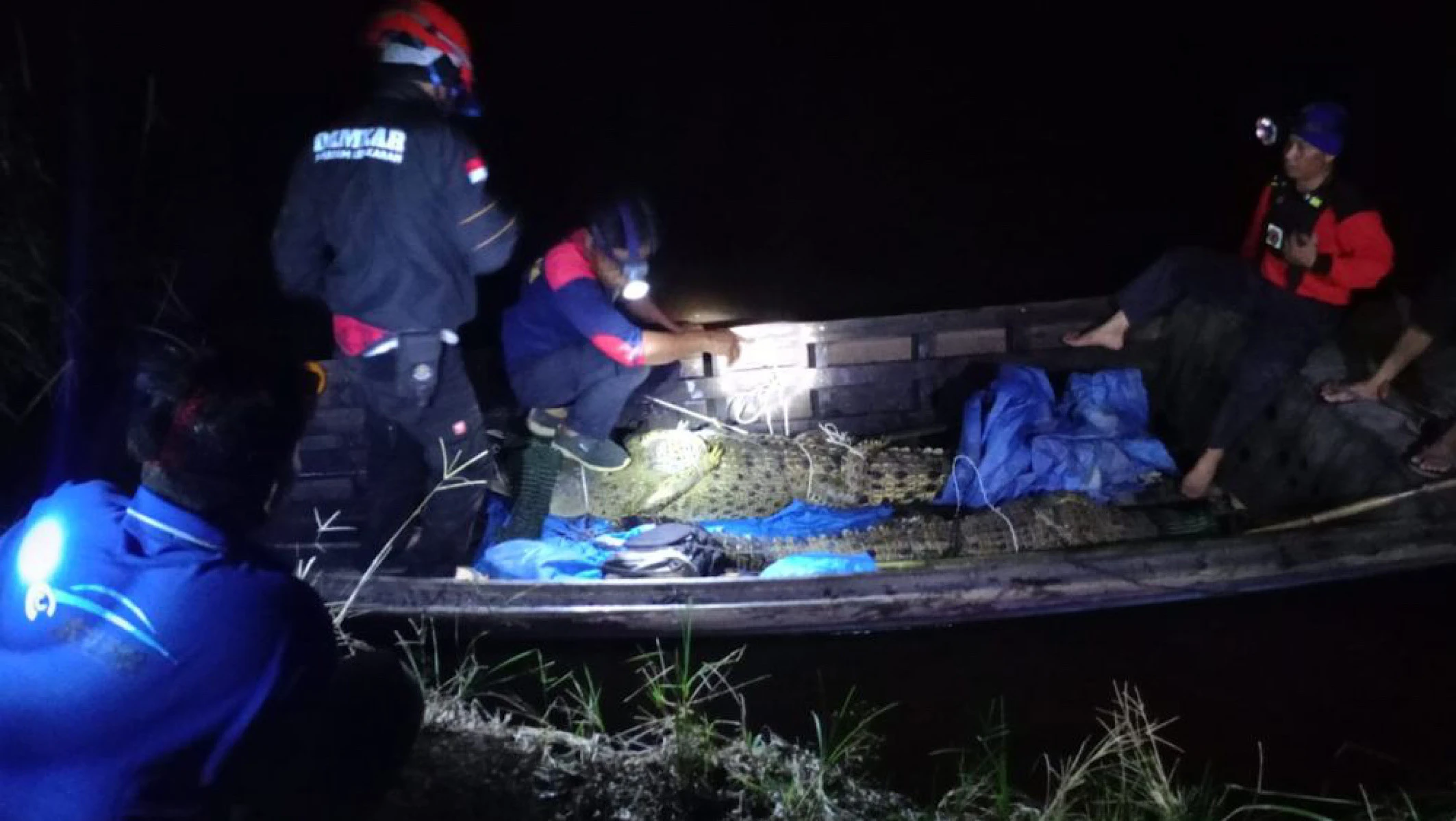 Populasi Buaya di Sungai Indragiri Meningkat, Tiga Ekor Ditangkap Damkar