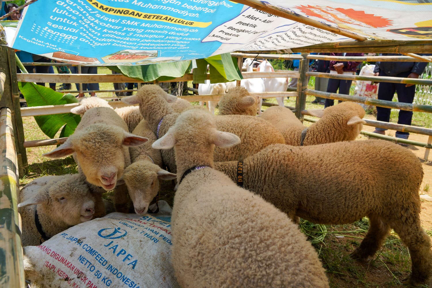 Kedaulatan Pangan, Peternak Banjarnegara Akhirnya Dapat Sertifikasi Domba Layak Ekspor