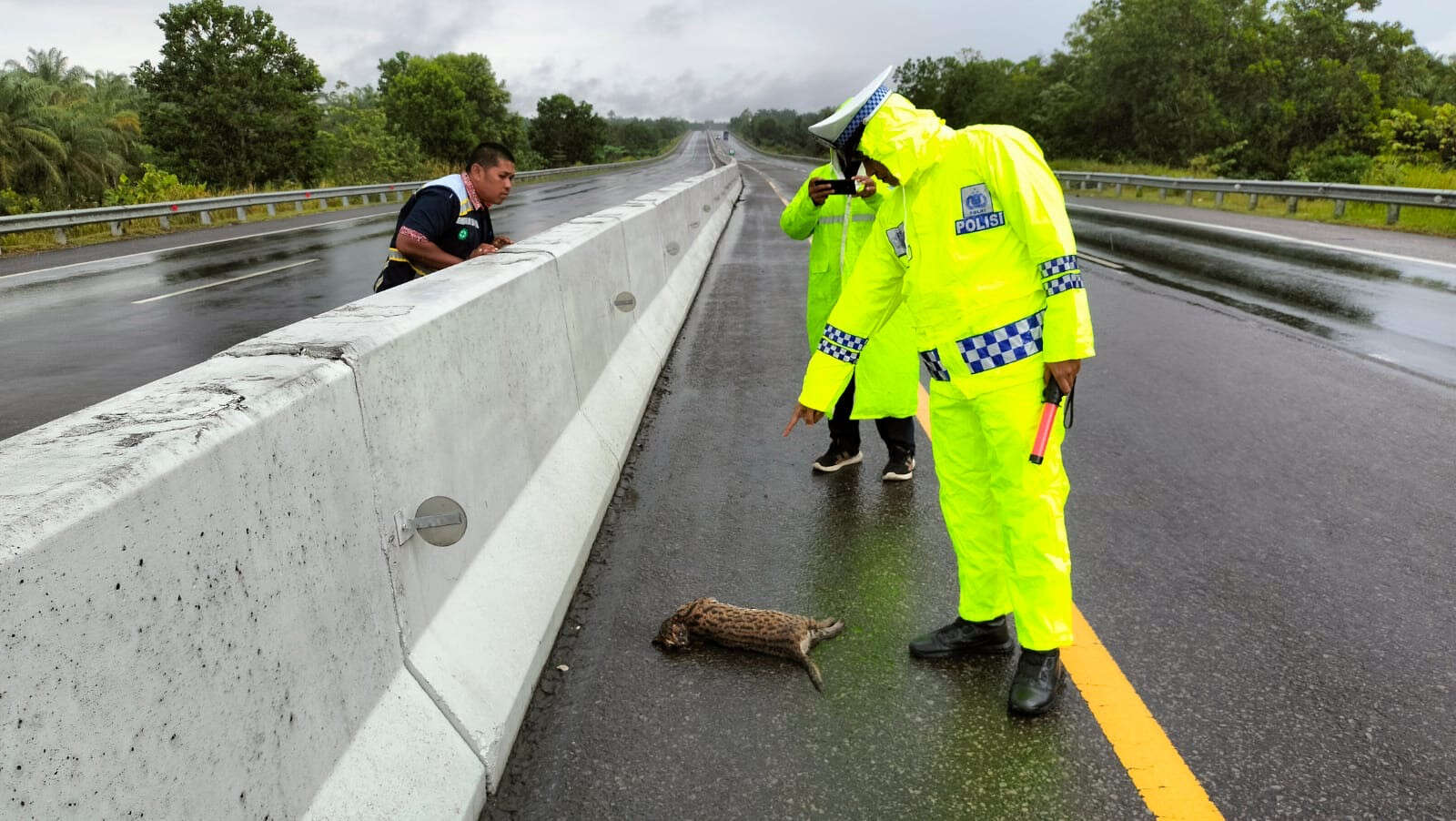 Hewan Dilindungi Macan Akar Mati Terlindas di Tol Dumai-Pekanbaru