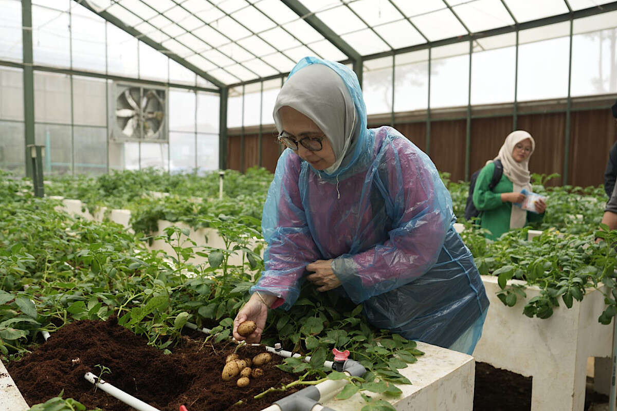 Potensi Besar Kentang Garut Binaan UPLAND untuk Dukung Swasembada Pangan