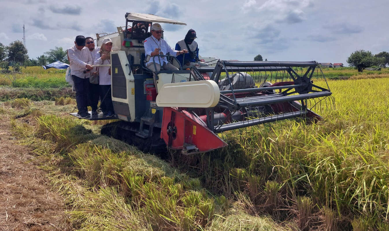 PAT Sukses, Kementan dan Pemkab Batola Memanen Padi Bersama