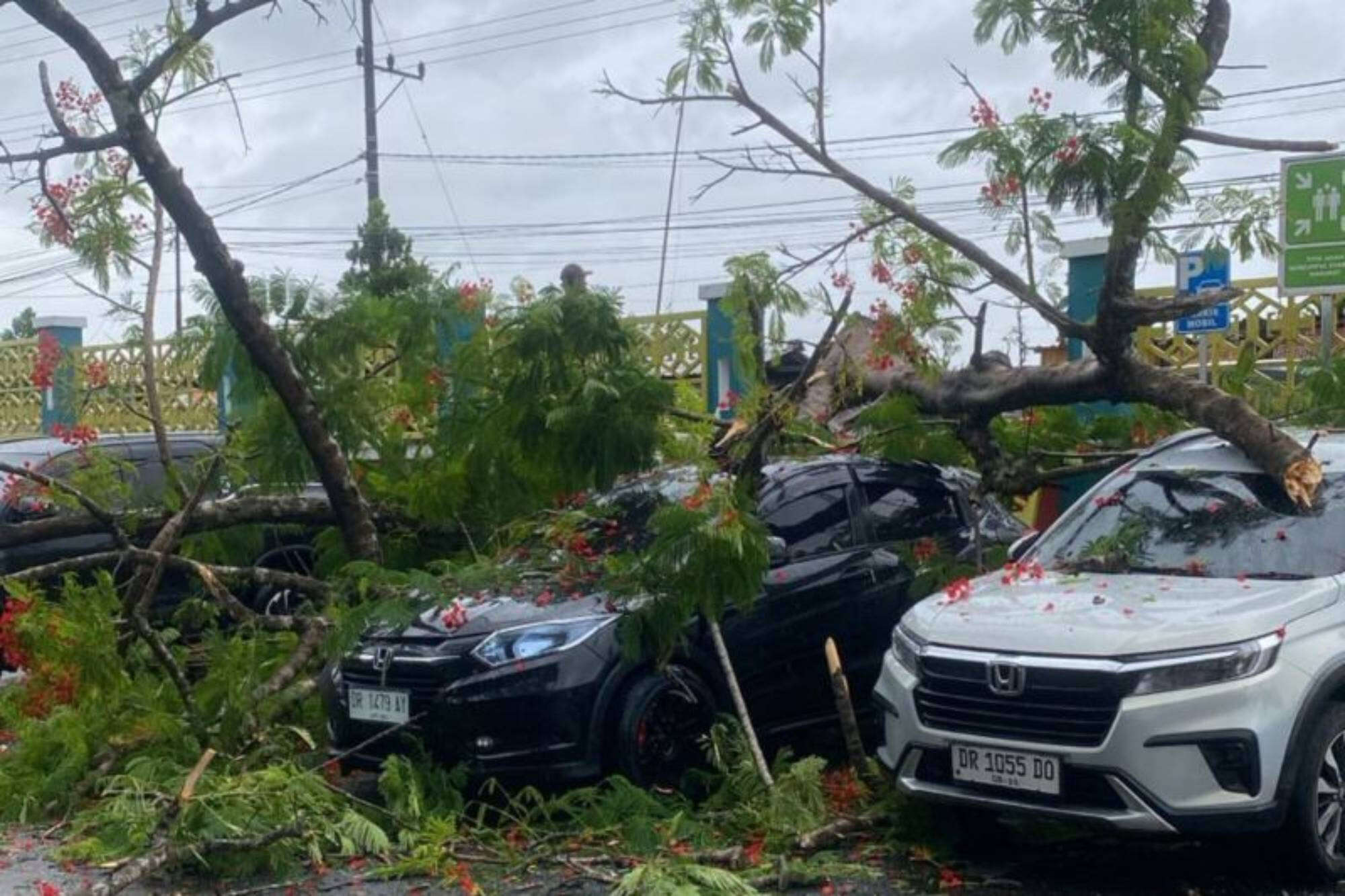 Kendaraan-Kendaraan Tetimpa Pohon Tumbang Akibat Cuaca Ekstrem di Lombok Timur