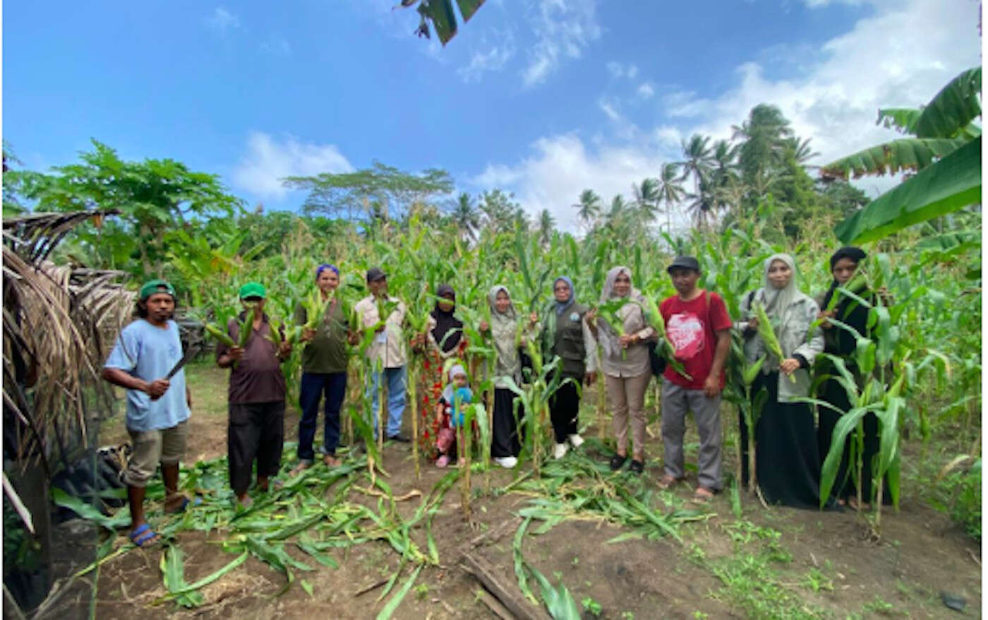 Demplot KPB Totari Laha Halmahera Barat Sukses Panen Perdana Jagung Dua Tongkol