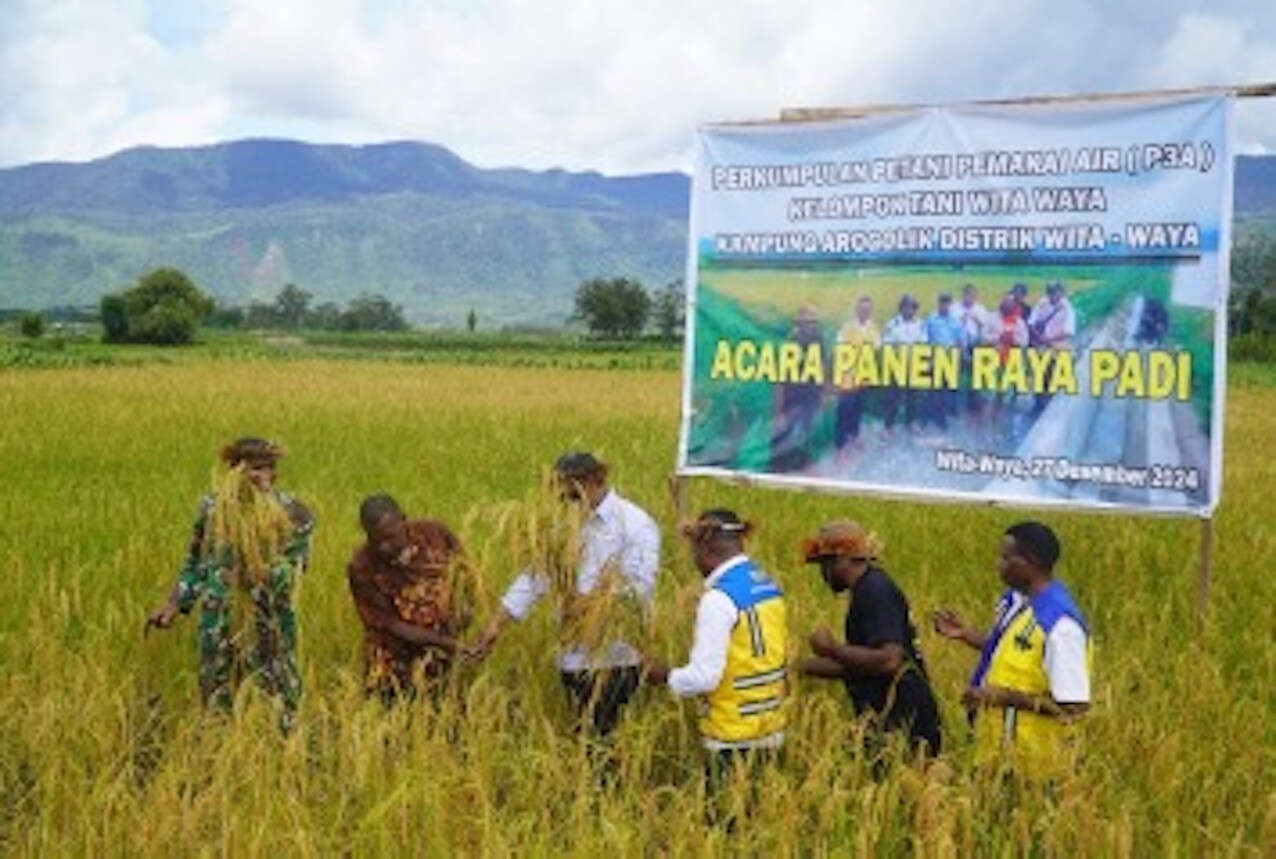 140 Kelompok Tani P3A Wita Waya Panen Perdana Padi di Papua Pegunungan