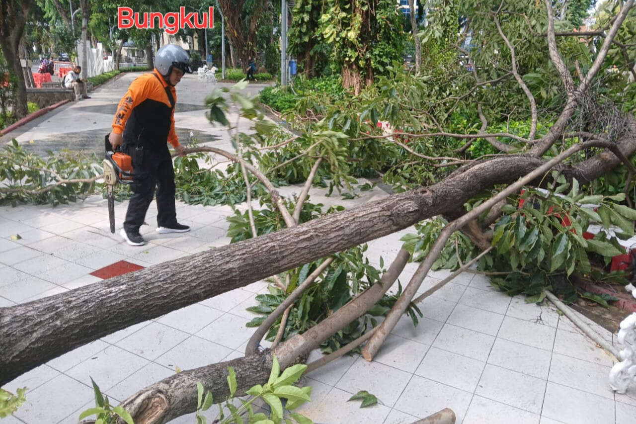 Hujan Deras Disertai Angin Sebabkan 8 Pohon Tumbang di Surabaya