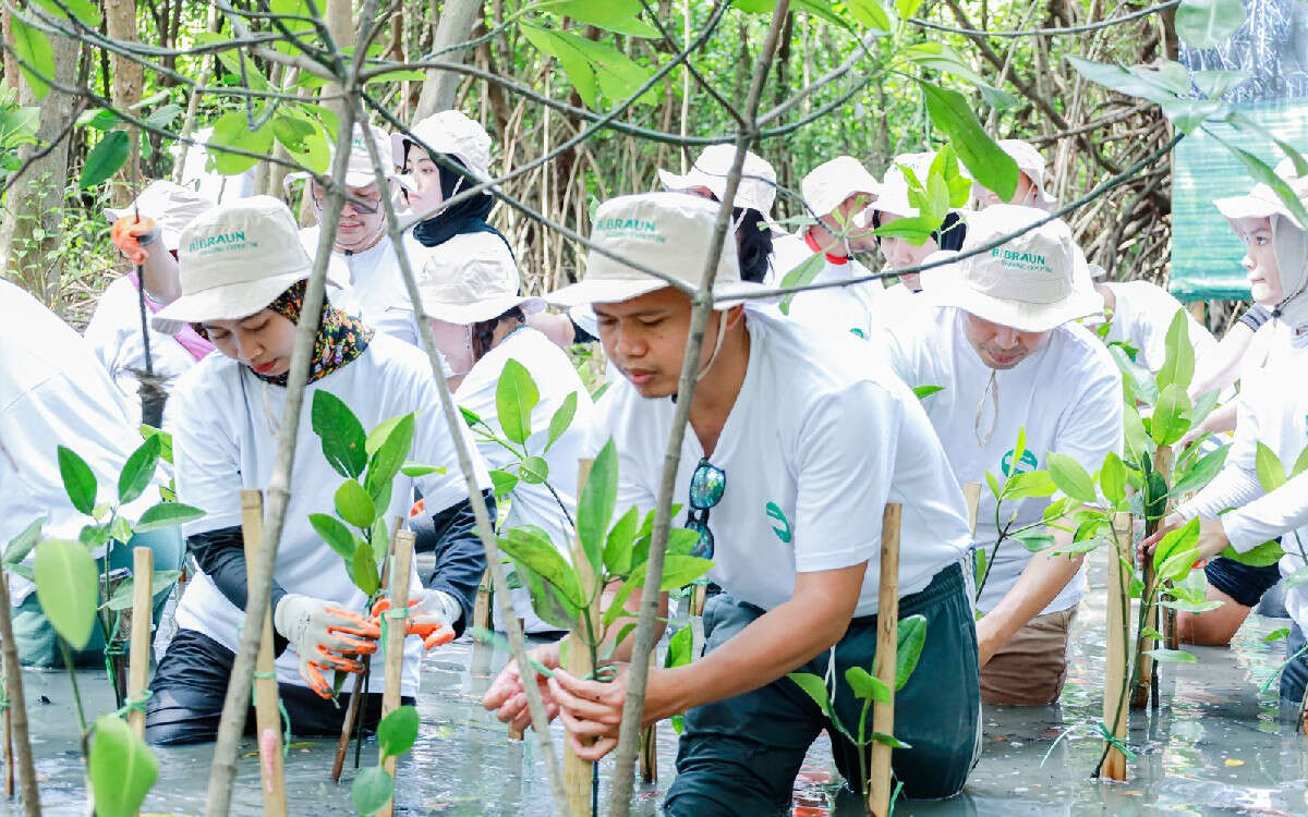 Tanam Mangrove di PIK & Kedonganan, B. Braun Indonesia Rogoh Kocek Ratusan Juta Rupiah