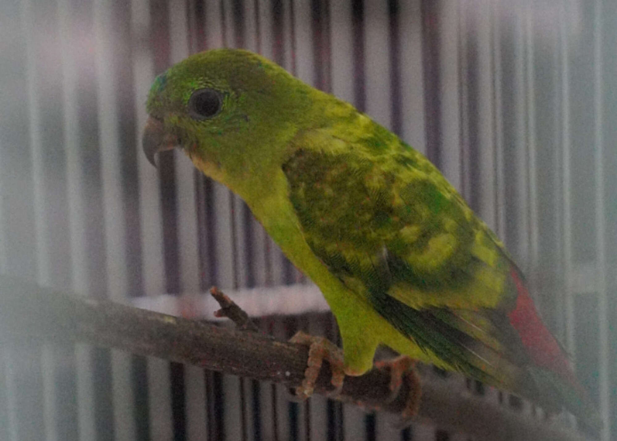 Bea Cukai Gagalkan Penyelundupan Satwa Dilindungi di Bandara Soetta, Pelakunya WN India