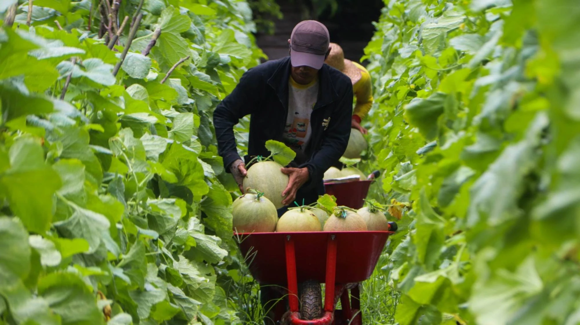Produksi Melon Menurun, Petani di Jatim Keluhkan Cuaca dan Penyakit Tanaman
