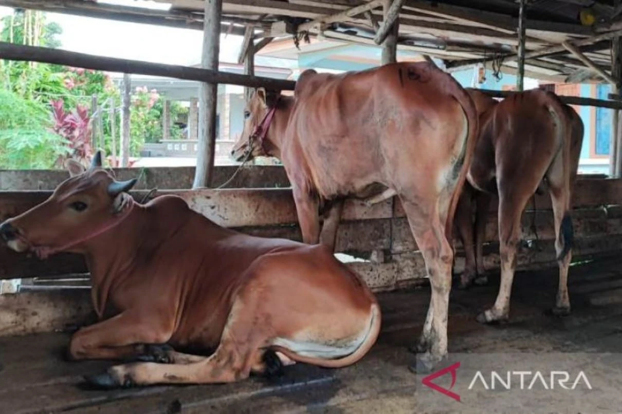 6 Sapi di Semarang Positif PMK, Distan Pastikan Sudah Diisolasi