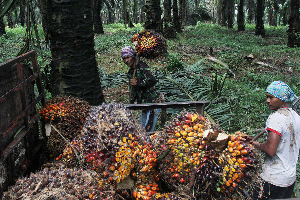 Kepala Disbun Kaltim Ungkap Pemicu Harga TBS Sawit Tembus Rp 2.890,48 per Kg