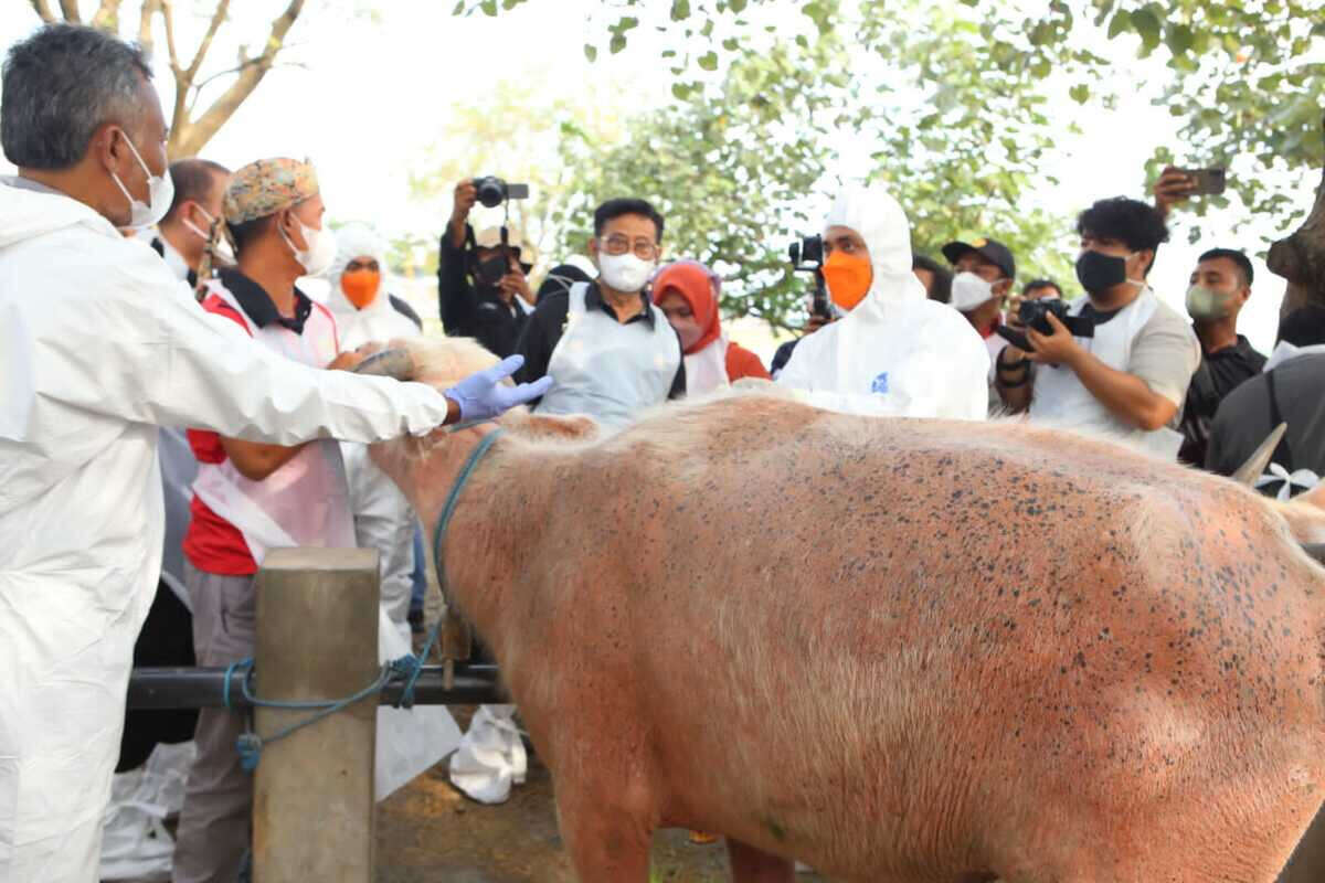 Wabah PMK Serang Semarang, 48 Ternak Terinfeksi, Tiga Mati