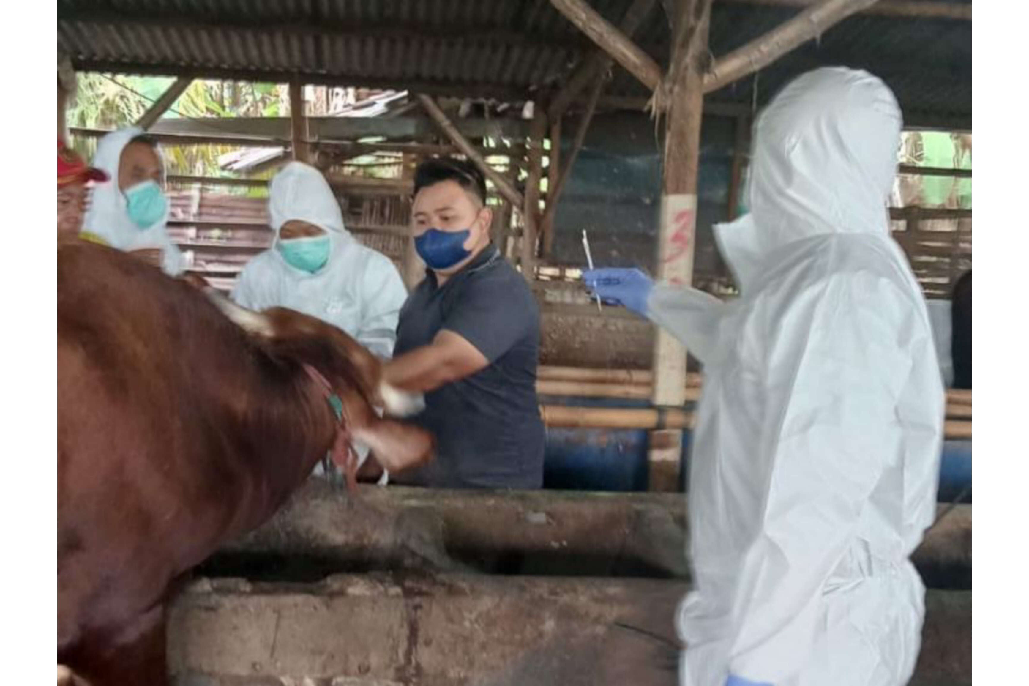 160 Sapi di Garut Terjangkit PMK