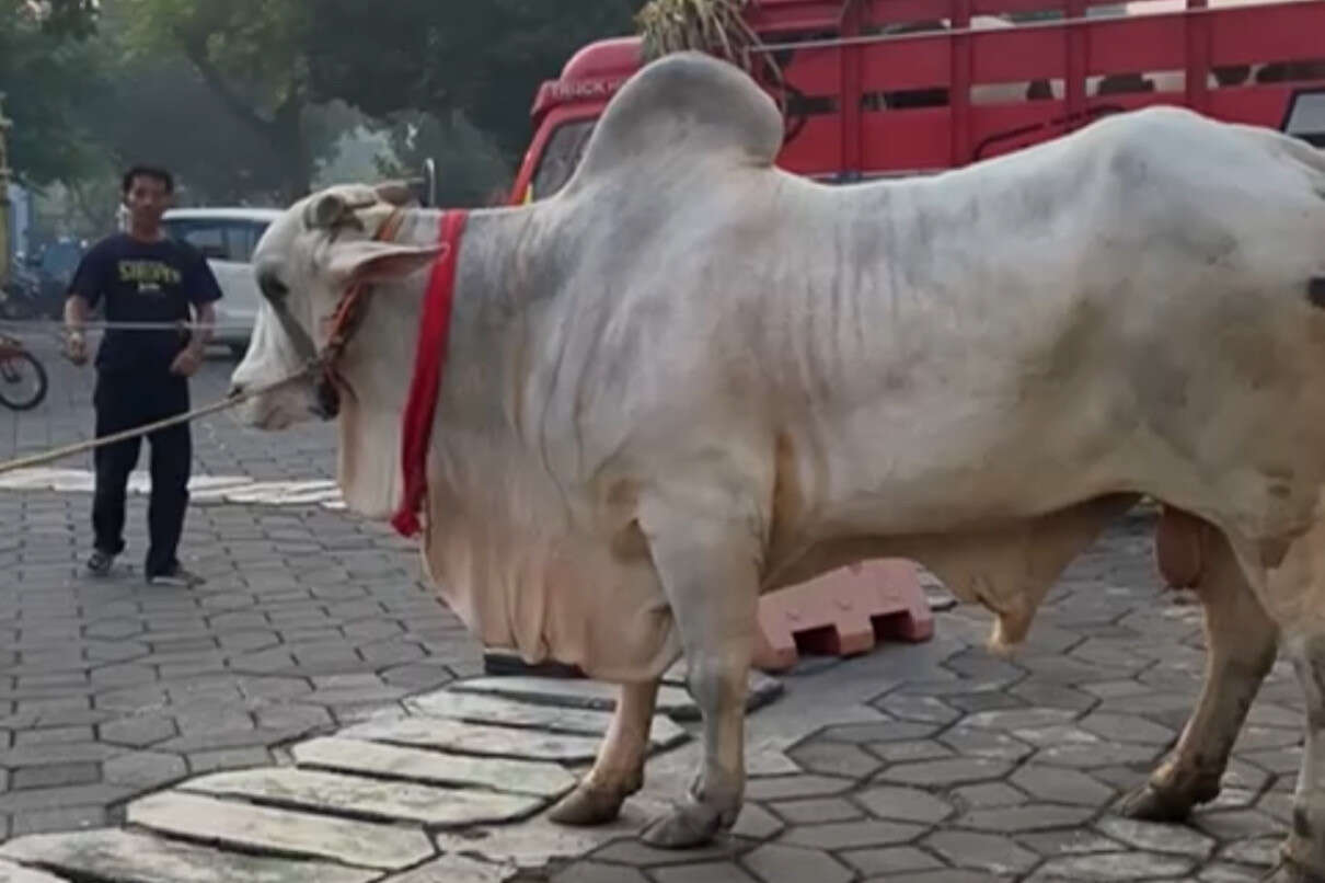 Mbrebes Mili, Sapi Jokowi Berbobot 1 Ton Tiba di Masjid Al-Akbar Surabaya