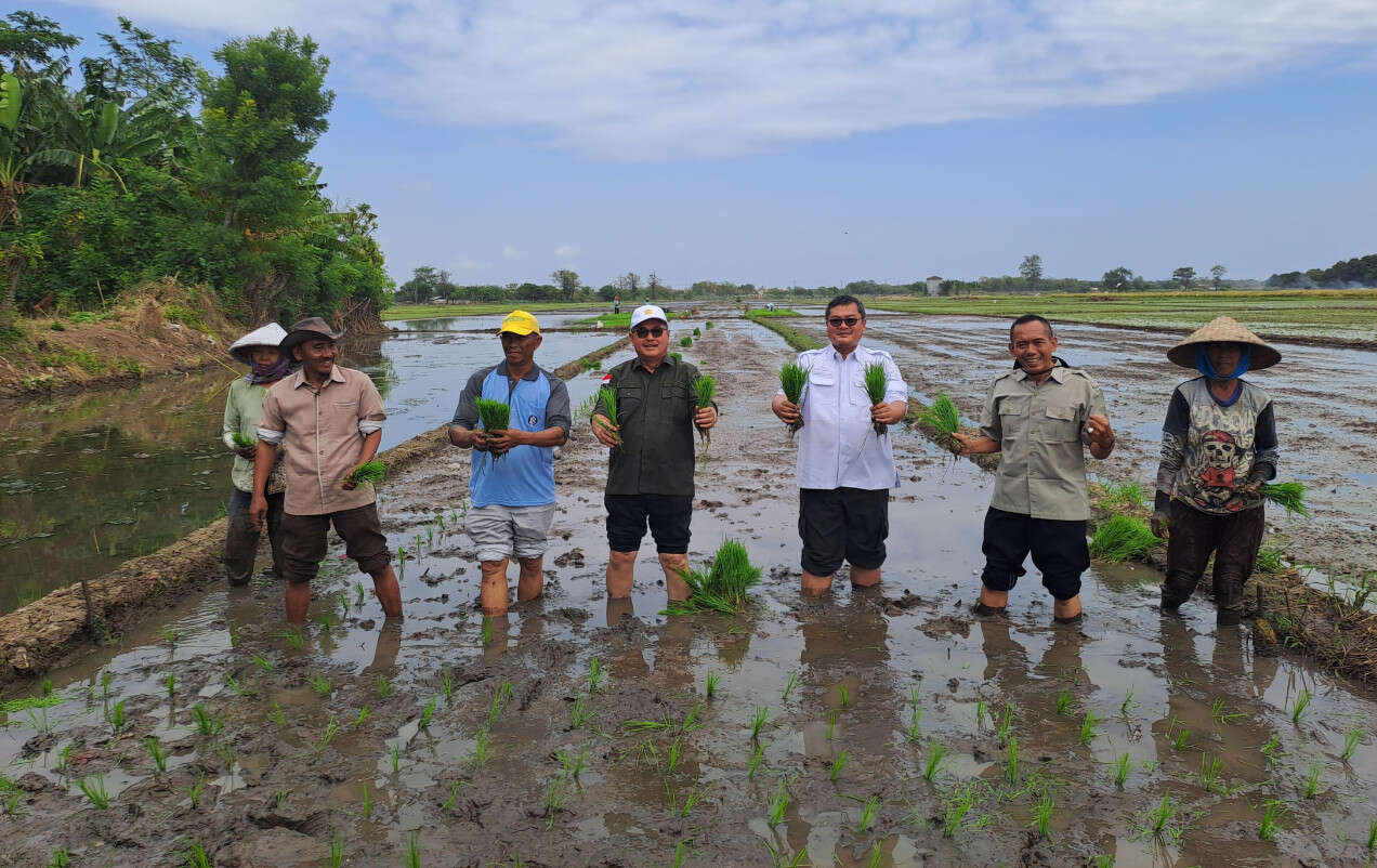 Kementan dan Pemkab Probolinggo Tanam Padi Bersama Demi Mendongkrak PAT dan LTT