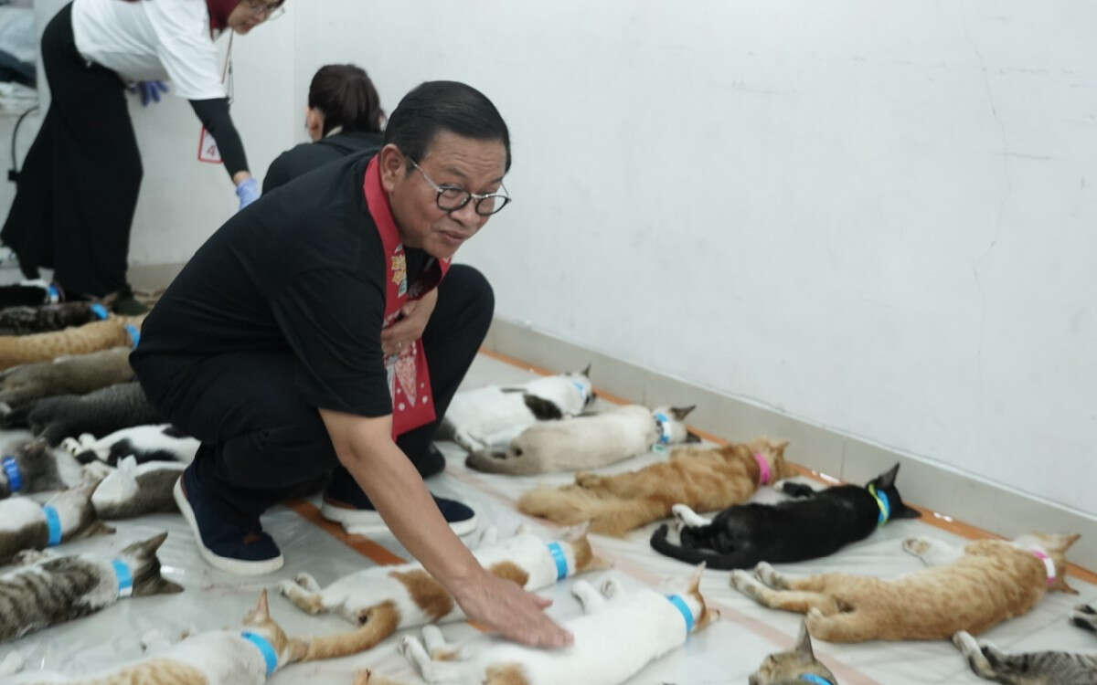 Dukung Gerakan Sterilisasi Kucing, Pram Bakal Tambah Pusat Kesehatan Hewan Gratis 