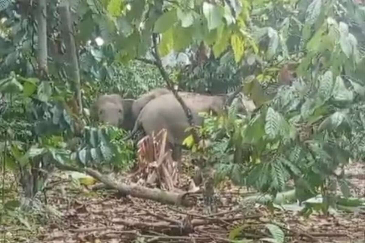 Kawanan Gajah Liar Merusak Kebun Kopi Milik Warga di Lampung Barat