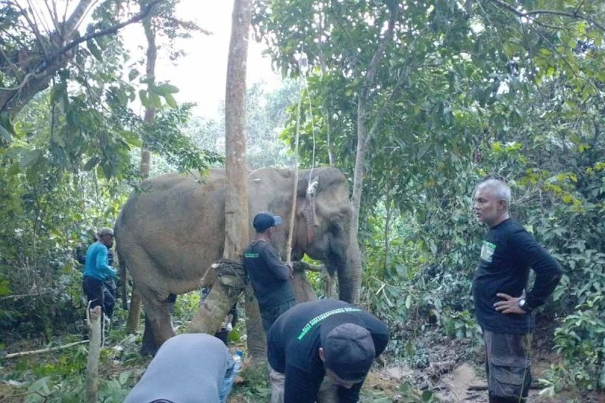 Seekor Gajah Sumatra Ditemukan dalam Kondisi Terluka di Aceh Timur