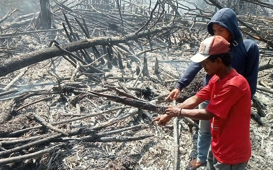 Bakar Lahan untuk Buka Kebun Sawit, Petani di Rohil Diamankan Polisi