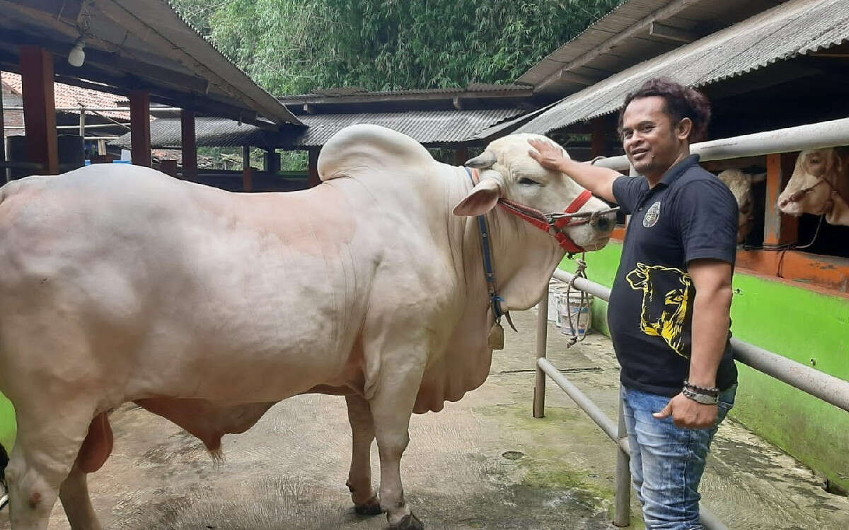 Jokowi Beli Sapi Milik Polisi di Bantul, Harganya Wow