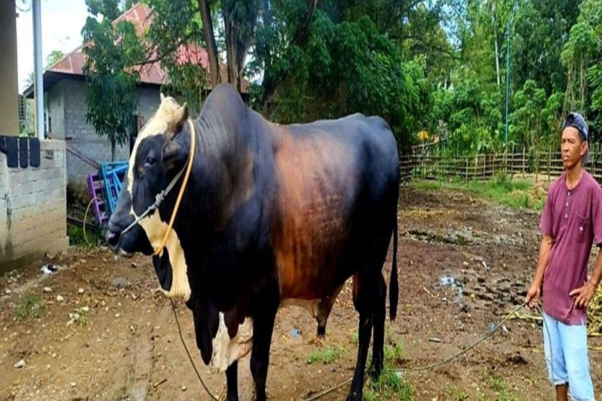 Lihat Tuh, Sapi Kurban Jokowi di Gorontalo, Besar, Sebegini Bobotnya