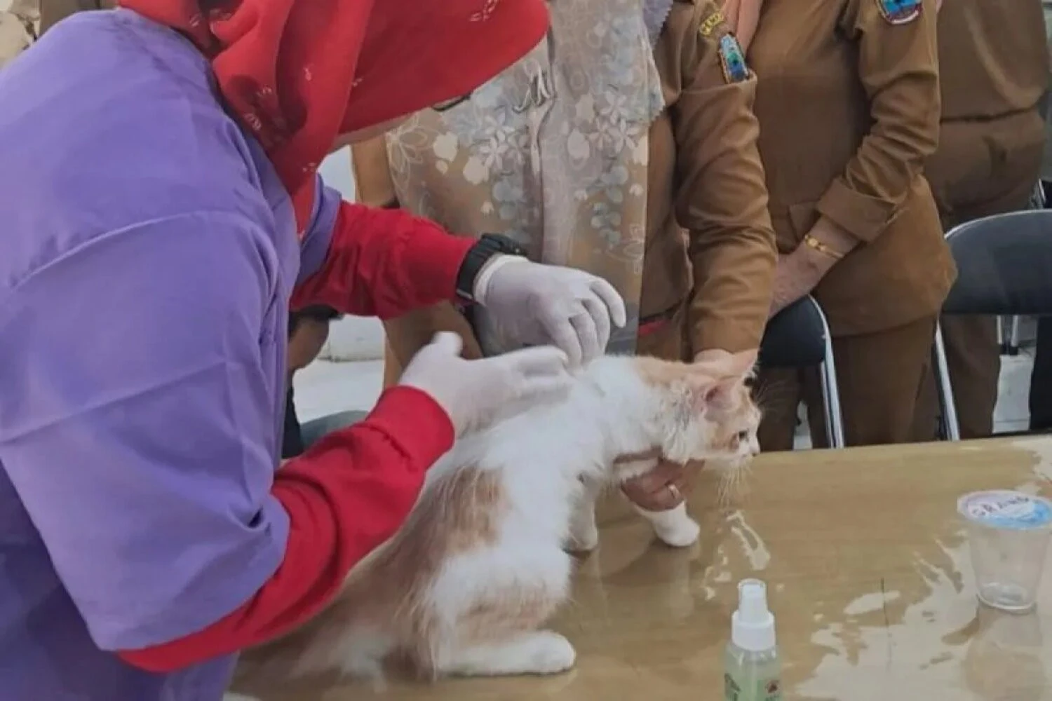 Waspada, Kasus Hewan Rabies di Pesibar Lampung Tinggi, Sebegini Jumlah Korban