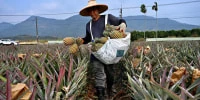 Pressure and pineapple wars: Taiwan fears quieter Chinese threat as U.S. warns of invasion