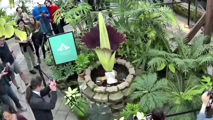 Rare notoriously stinky flower begins blooming in California
