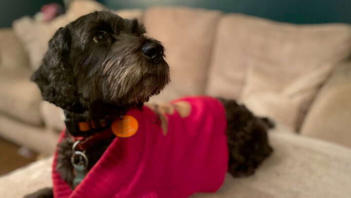 Moment couple’s missing dog rescued from remote island cut off by tide