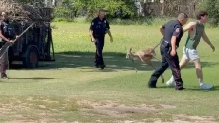 Escaped kangaroo dragged by its tail after being wrangled by cops