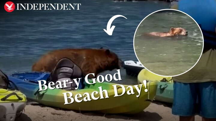 Bear takes a stroll along Lake Tahoe beach and goes swimming