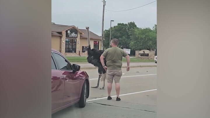 Runaway ostrich halts traffic on busy road in South Dakota