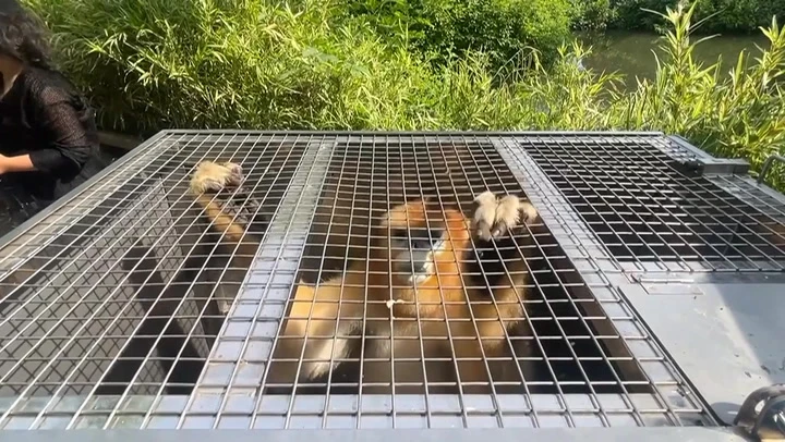 Three golden monkeys arrive by special convoy at Belgian zoo