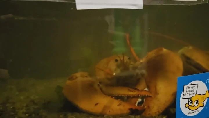 ‘One-in-30 million’ lobster returns to sea after ending up in store