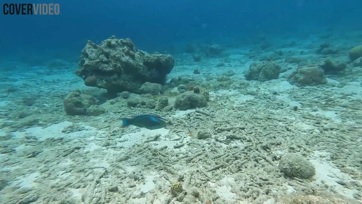 Trumpetfish plays ‘hide-and-seek’ to hunt prey