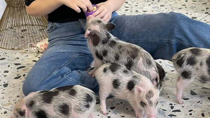 Kyiv piglet cafe provides rare moment of calm for residents