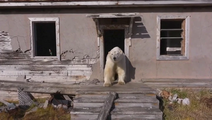 Watch: Polar bears take over abandoned Russian research station