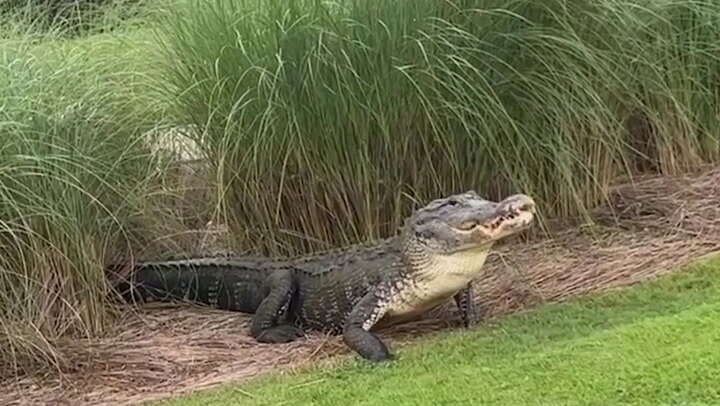 Moment 10ft alligator swallows rabbit whole on busy golf course