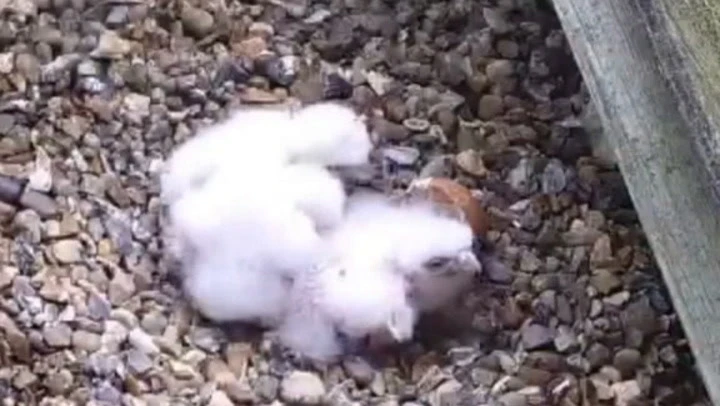 Cathedral peregrine falcons welcome new chicks after nest destroyed