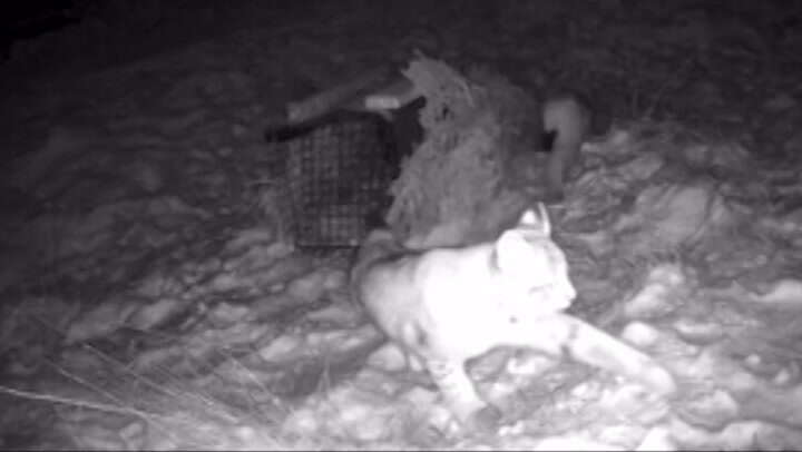 Watch: Second pair of lynxes filmed roaming Scottish Highlands