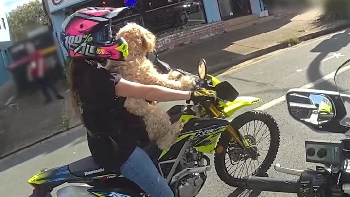 Biker riding with dog strapped to her pulled over by police officer