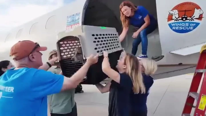 Animals impacted by deadly Texas floods get private flight to safety