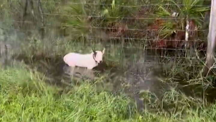 Florida police rescue dog tied to fence during evacuations